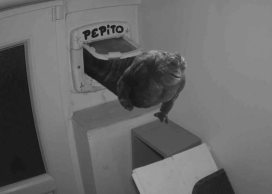 Pépito is back home (05:11:52)